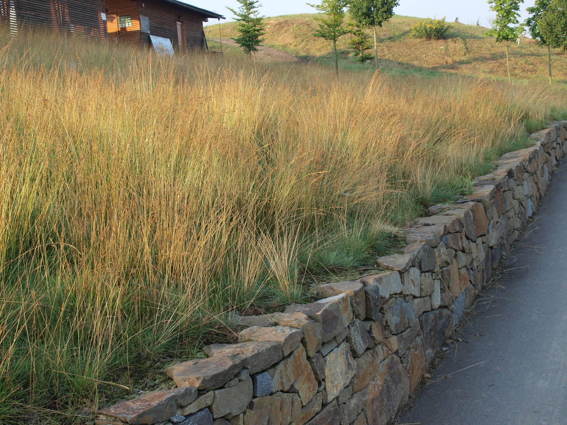 a low input turf of red fescue around the accommodation at the Golf course